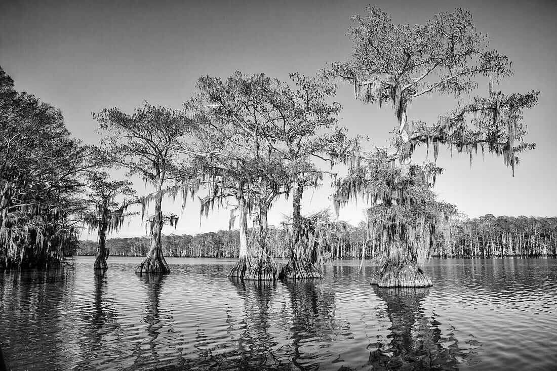 Old-growth bald cypress trees in Lake Dauterive draped with Spanish moss in the Atchafalaya Basin or Swamp in Louisiana.