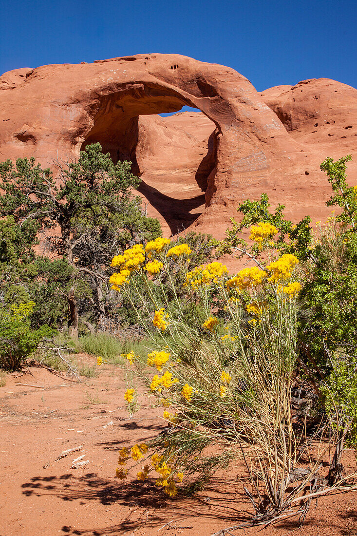 Broom snakeweed in front of Spiderweb Arch in the Monument Valley Navajo Tribal Park in Arizona.