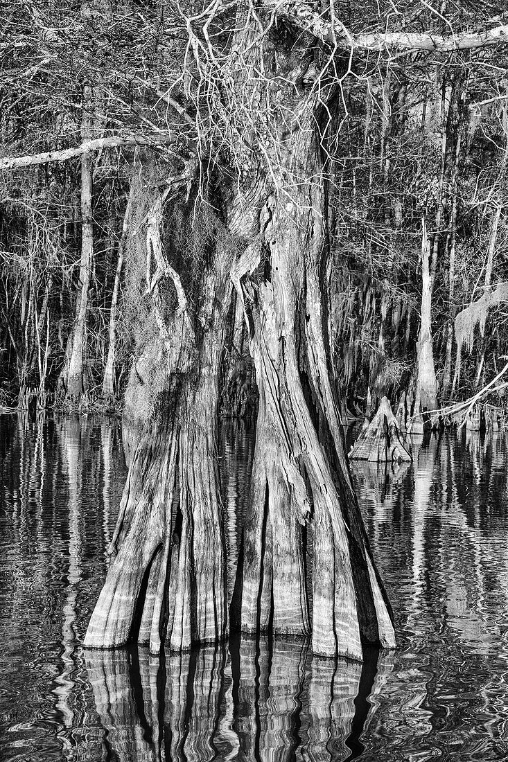 An old-growth bald cypress tree trunk in Lake Dauterive in the Atchafalaya Basin or Swamp in Louisiana.