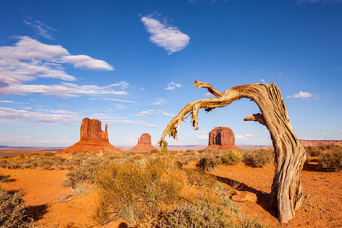 Ein toter Baum umrahmt den Merrick Butte im Monument Valley Navajo Tribal Park in Arizona