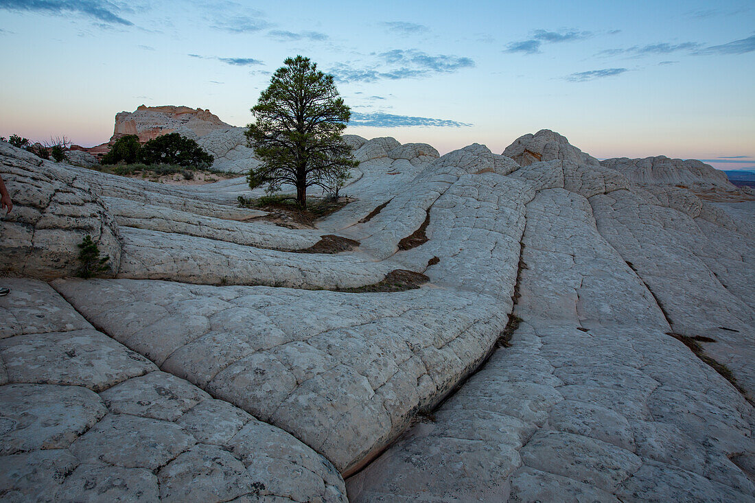 Pondersa-Kiefer und weißer Kissenfelsen in der White Pocket Recreation Area, Vermilion Cliffs National Monument, Arizona