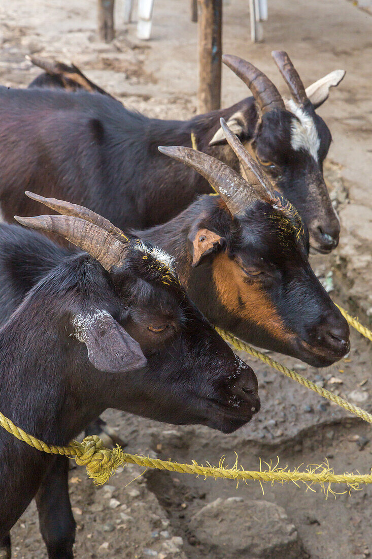 Ziegen warten am Straßenrand in der Dominikanischen Republik darauf, geschlachtet und zum Verkauf aufgehängt zu werden. Ziegenfleisch, oder Chivo, ist dort ein sehr beliebtes Gericht