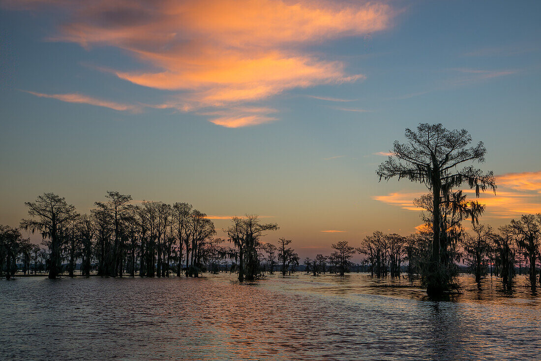 Colorful skies at sunrise over bald cypress trees in a lake in the Atchafalaya Basin in Louisiana.