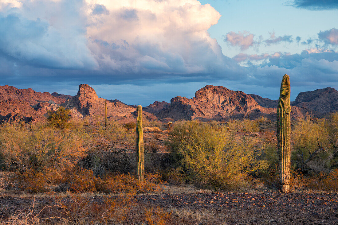 Saguaro-Kakteen mit den Plomosa Mountains bei Sonnenuntergang in der Sonoran-Wüste bei Quartzsite, Arizona