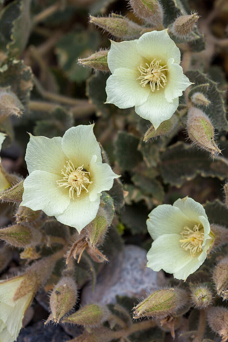 Rock Nettle, Eucnide urens, in bloom in spring in Death Valley National Park in the Mojave Desert in California.