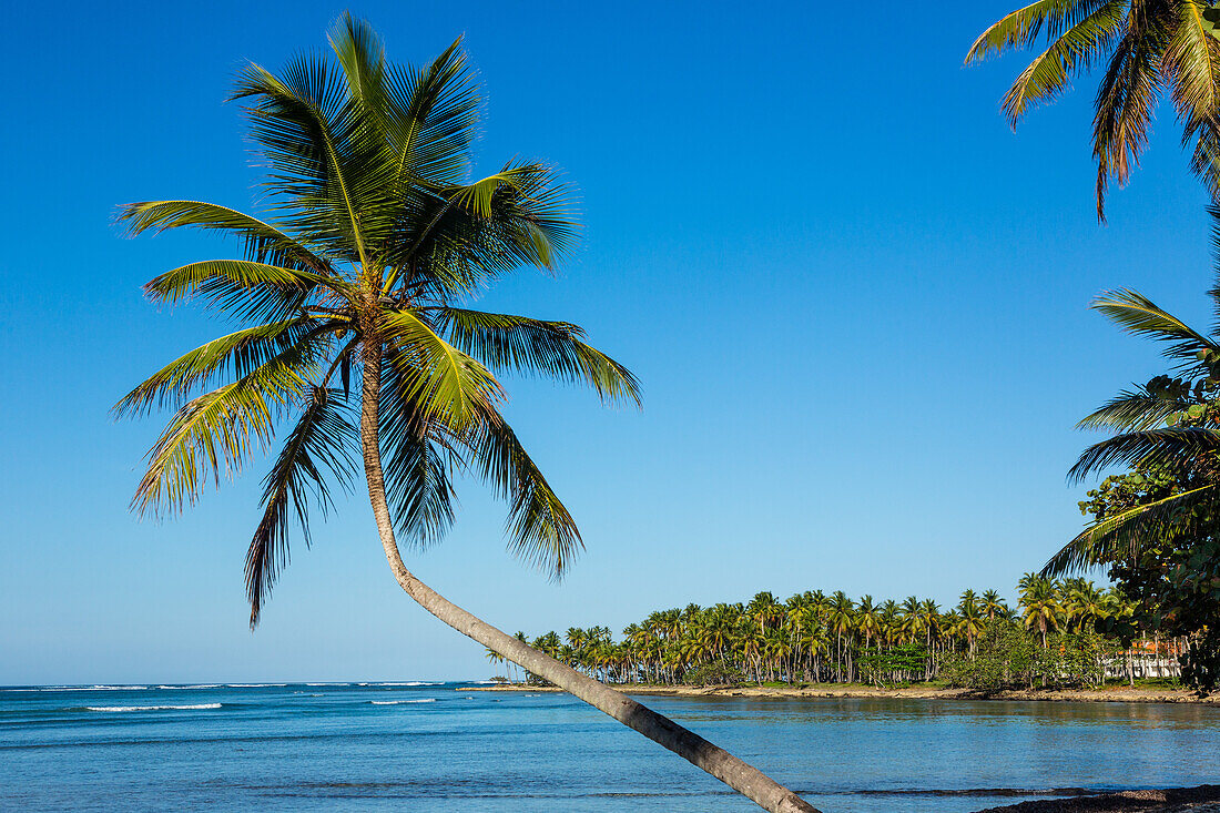 A curved coconut palm over the beach at Bahia de Las Galeras on the Samana Peninsula, Dominican Republic.