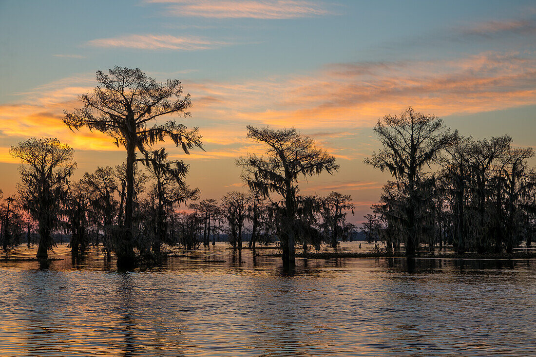 Colorful skies at sunrise over bald cypress trees in a lake in the Atchafalaya Basin in Louisiana.