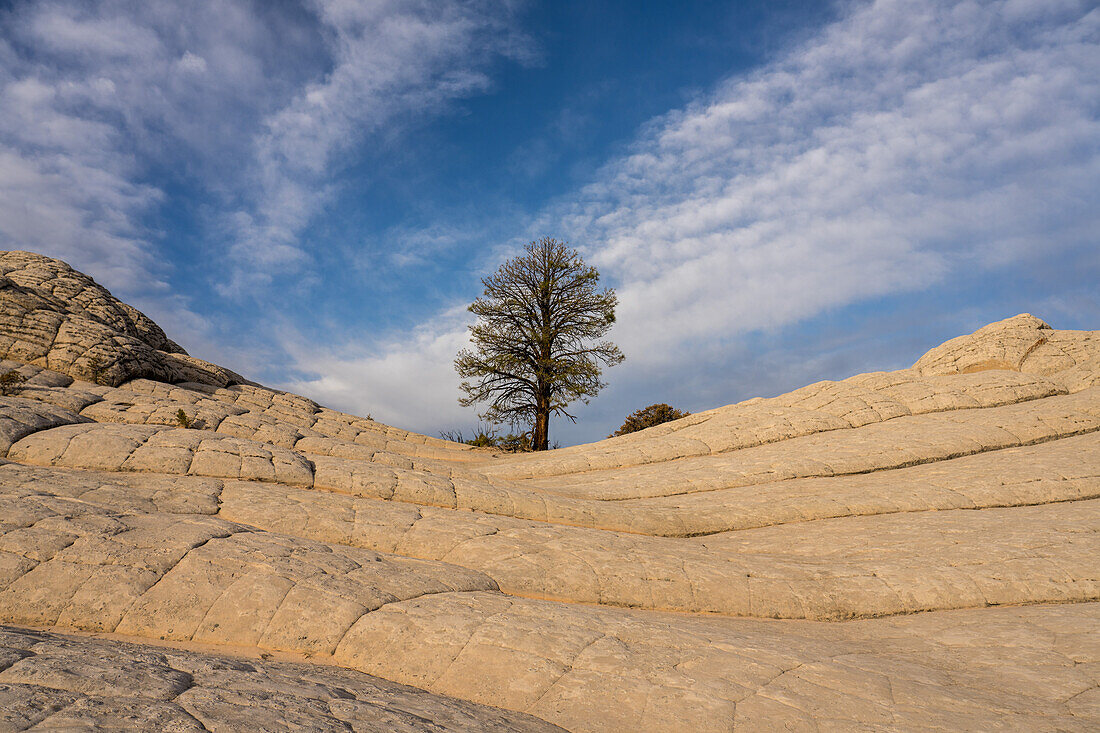 Pondersa-Kiefer und weißer Kissenfelsen in der White Pocket Recreation Area, Vermilion Cliffs National Monument, Arizona