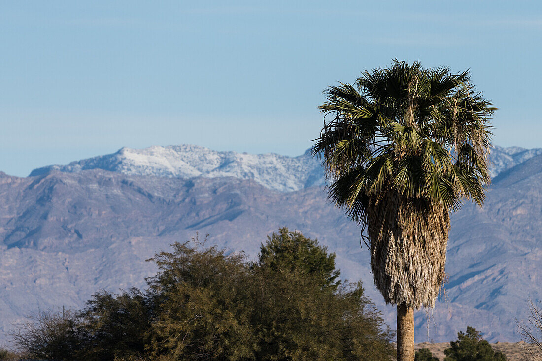 Kontrast zwischen einer Callifornia-Fächerpalme in der Wüste und den schneebedeckten Mormon Mountains im Hintergrund im Süden Nevadas