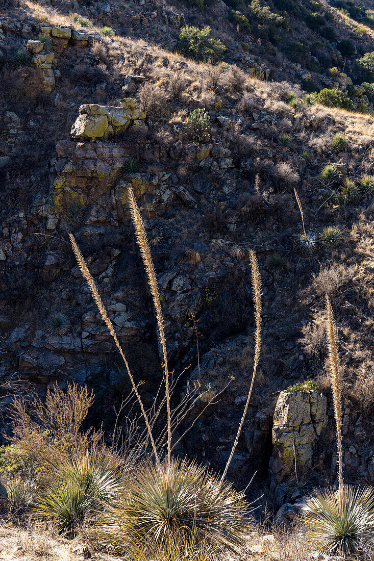 Sotol, Dasylirion wheeleri, wächst in der Sonoran-Wüste im Box Canyon südlich von Tucson, Arizona