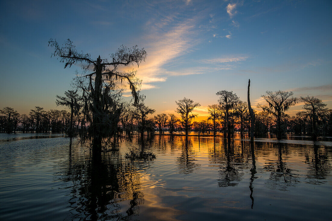 Farbenfroher Himmel bei Sonnenaufgang über Sumpfzypressen in einem See im Atchafalaya-Becken in Louisiana