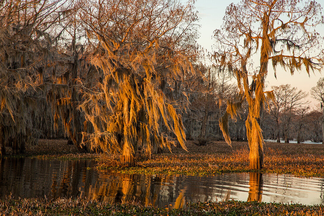 Sonnenaufgang auf mit spanischem Moos bewachsenen Sumpfzypressen in einem See im Atchafalaya-Becken in Louisiana. Die invasive Wasserhyazinthe bedeckt das Wasser