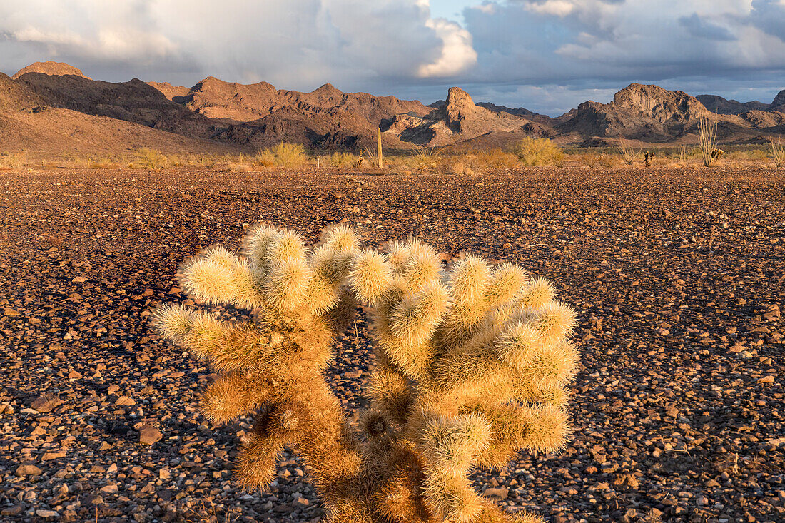 Teddy Bear Cholla, Cylindropuntia bigelovii, mit den Plomosa Mountains in der Sonoran-Wüste bei Quartzsite, Arizona