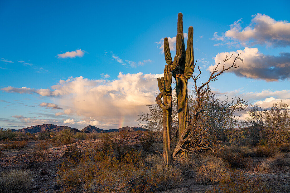 Saguaro-Kakteen, Carnegiea gigantea, mit einem Regenbogen vor den Plomosa Mountains in der Sonoran-Wüste bei Quartzsite, Arizona