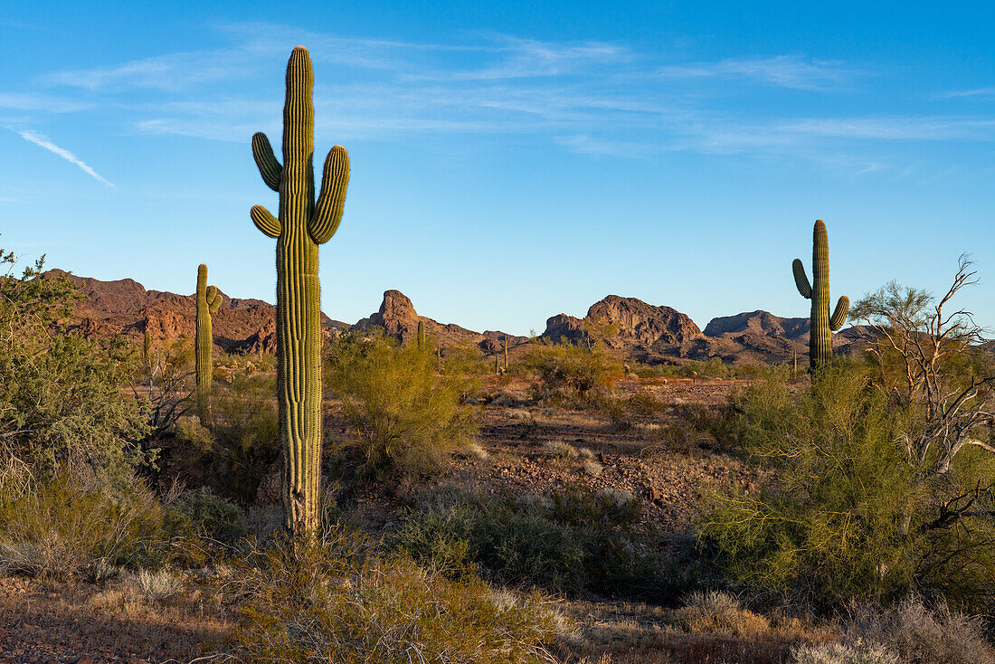 Saguaro-Kakteen, Carnegiea gigantea, vor den Plomosa-Bergen in der Sonoran-Wüste bei Quartzsite, Arizona