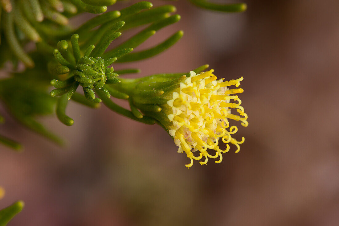 Fichtenbusch, Peucephyllum schottii, blüht im Frühling im Death Valley National Park in der Mojave-Wüste in Kalifornien