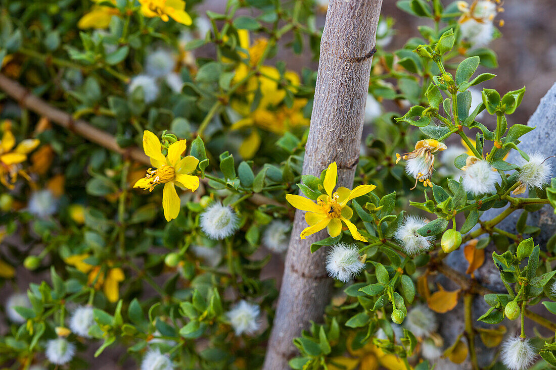 Buds, flowers & seeds of Creosote Bush, Larrea tridentata, in the Mojave Desert in Death Valley National Park, California.