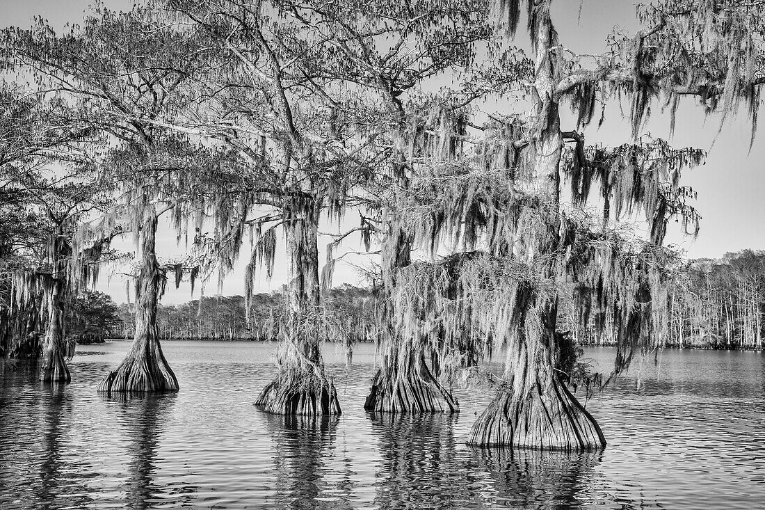 Alte, mit spanischem Moos bewachsene Sumpfzypressen im Dauterive-See im Atchafalaya-Becken oder -Sumpf in Louisiana