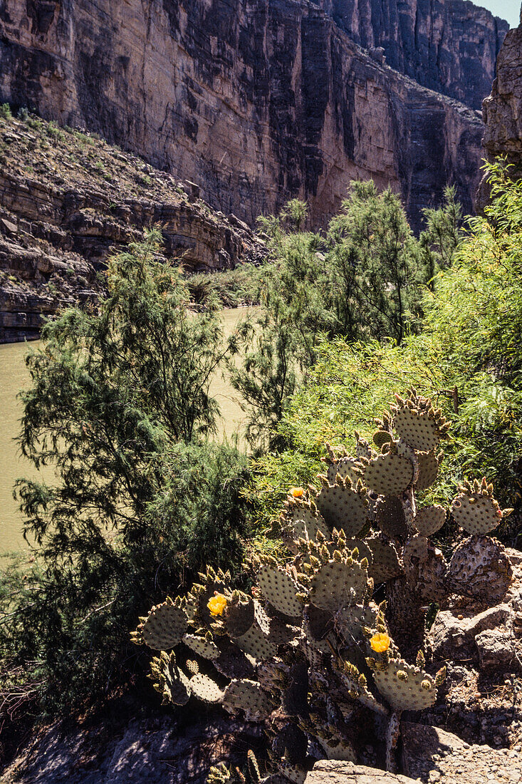A Blind Prickly Pear cactus in bloom on the banks of the Rio Grande River in Santa Elena Canyon in Big Bend National Park.
