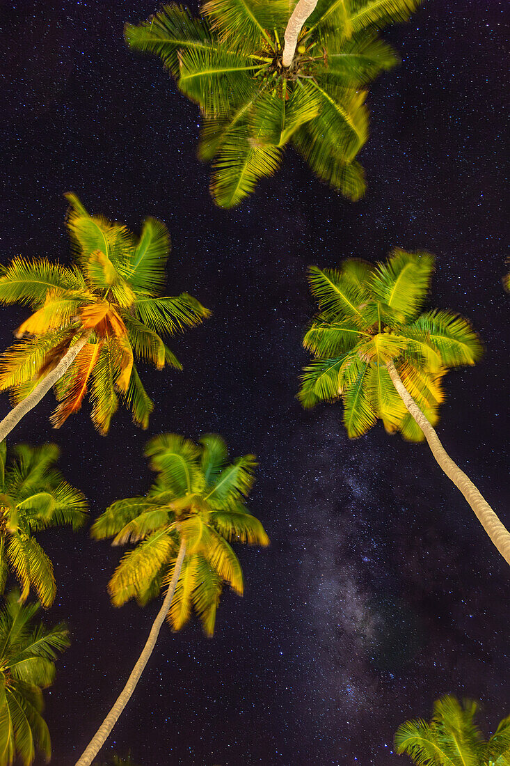 Die Milchstraße und Palmen bei Nacht, Dominikanische Republik. Die Palmen sind mit künstlichen Lichtern beleuchtet