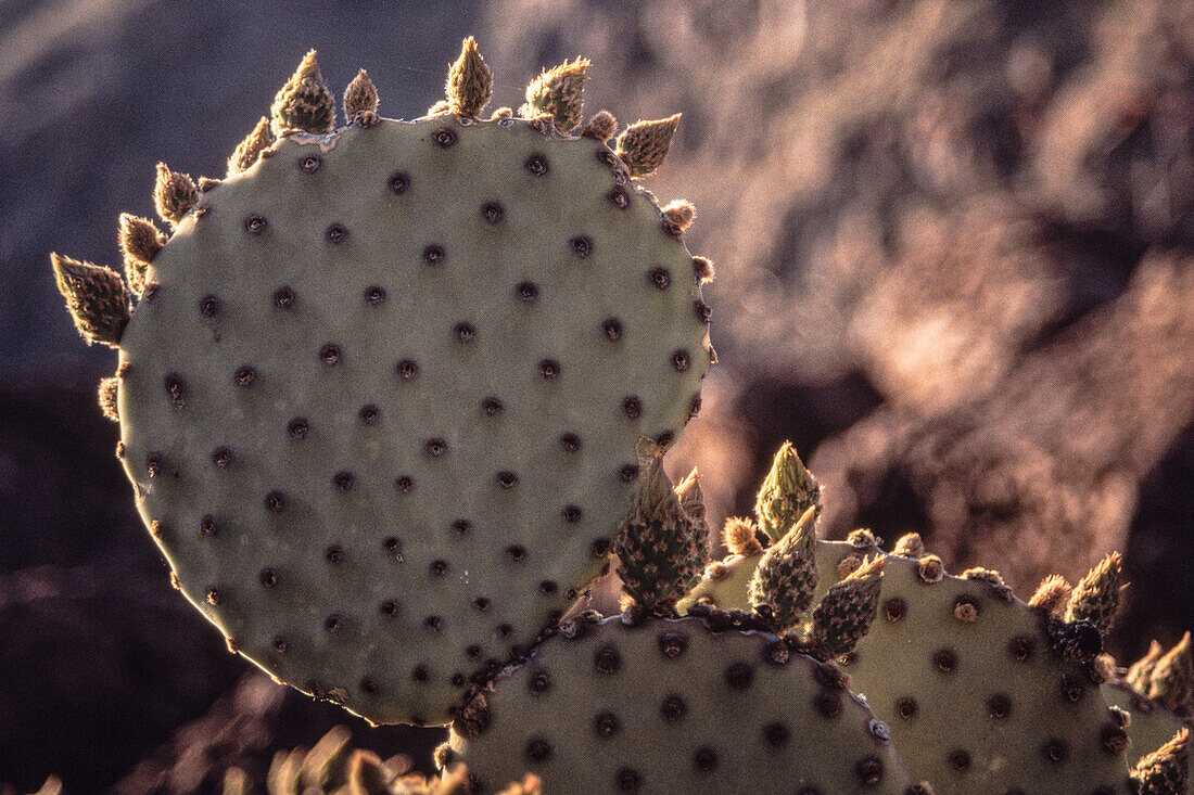 A Blind Prickly Pear Cactus, Opuntia rufida, in Big Bend National Park. This species lacks long spines on the pads.