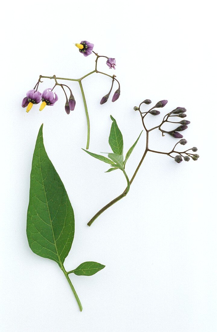 Woody nightshade (Solanum dulcamara) flowers and leaf