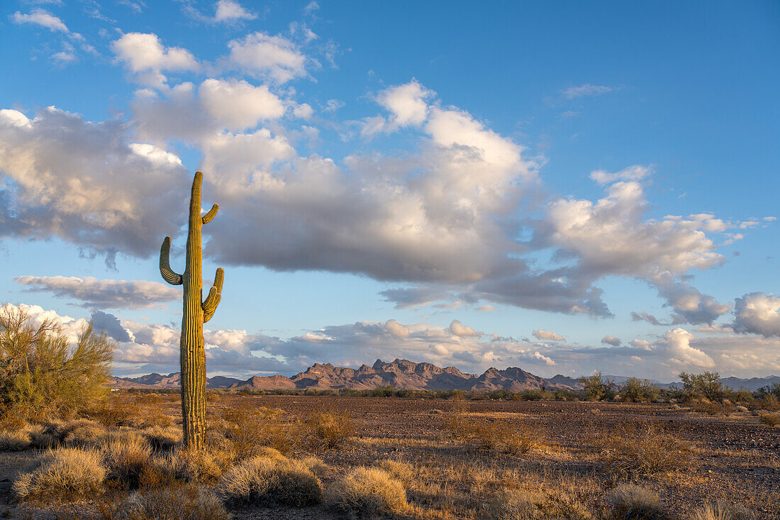 Ein Saguaro-Kaktus mit den Plomosa Mountains in der Sonoran-Wüste bei Quartzsite, Arizona
