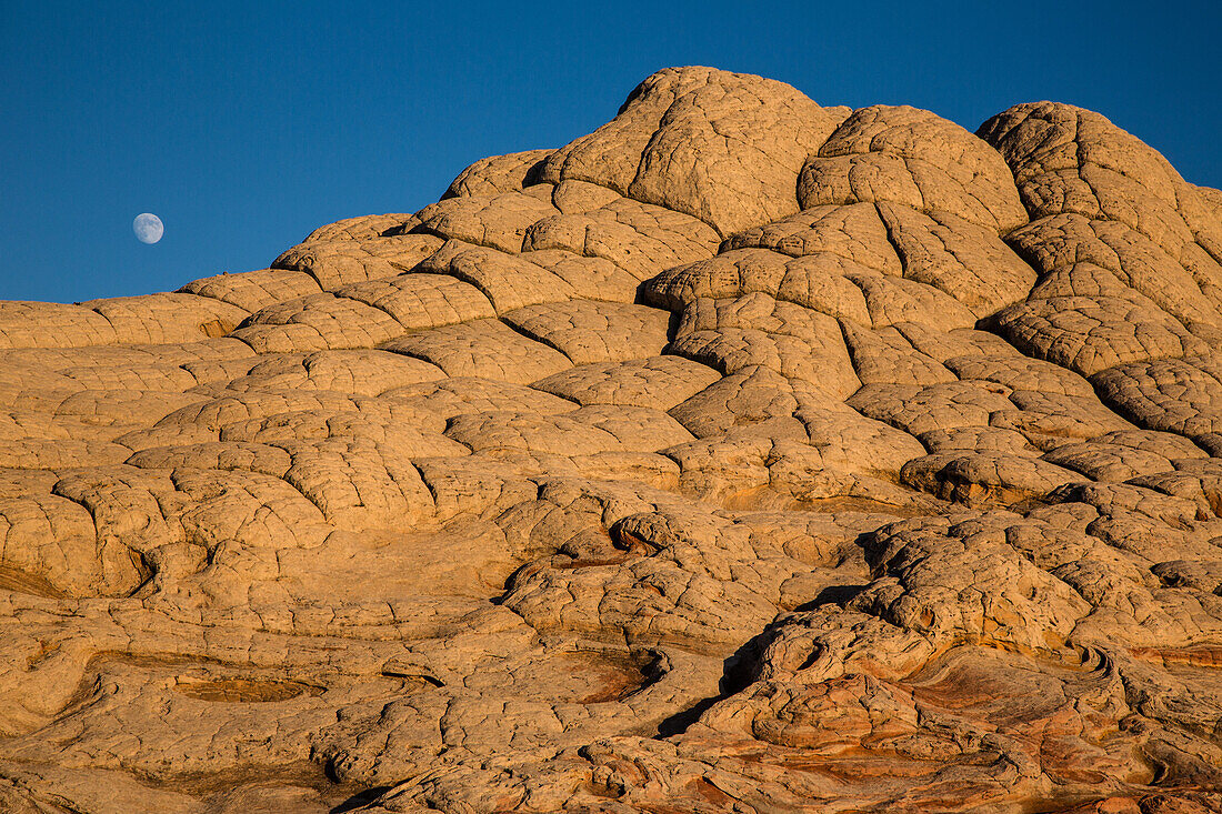 Mondaufgang mit goldenem Abendlicht auf dem Brain Rock in der White Pocket Recreation Area, Vermilion Cliffs National Monument, Arizona. Auch bekannt als Pillow Rock, eine Form des Navajo-Sandsteins