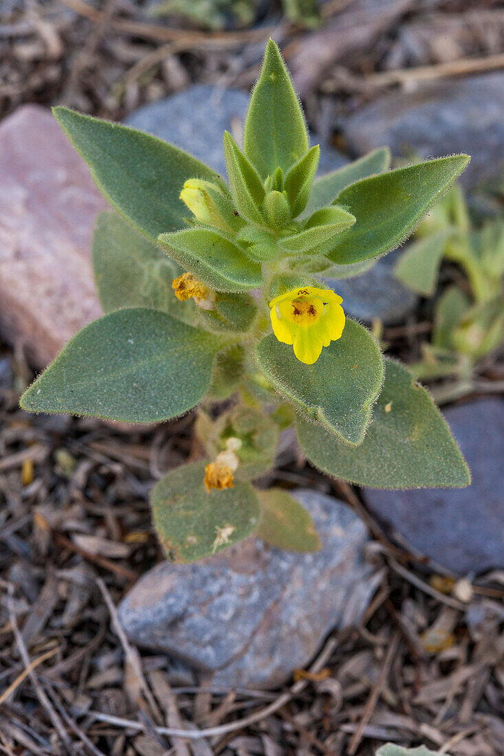 Kleine Mojavea, Mohavea breviflora, blüht im Frühling im Death Valley National Park in der Mojave-Wüste in Kalifornien