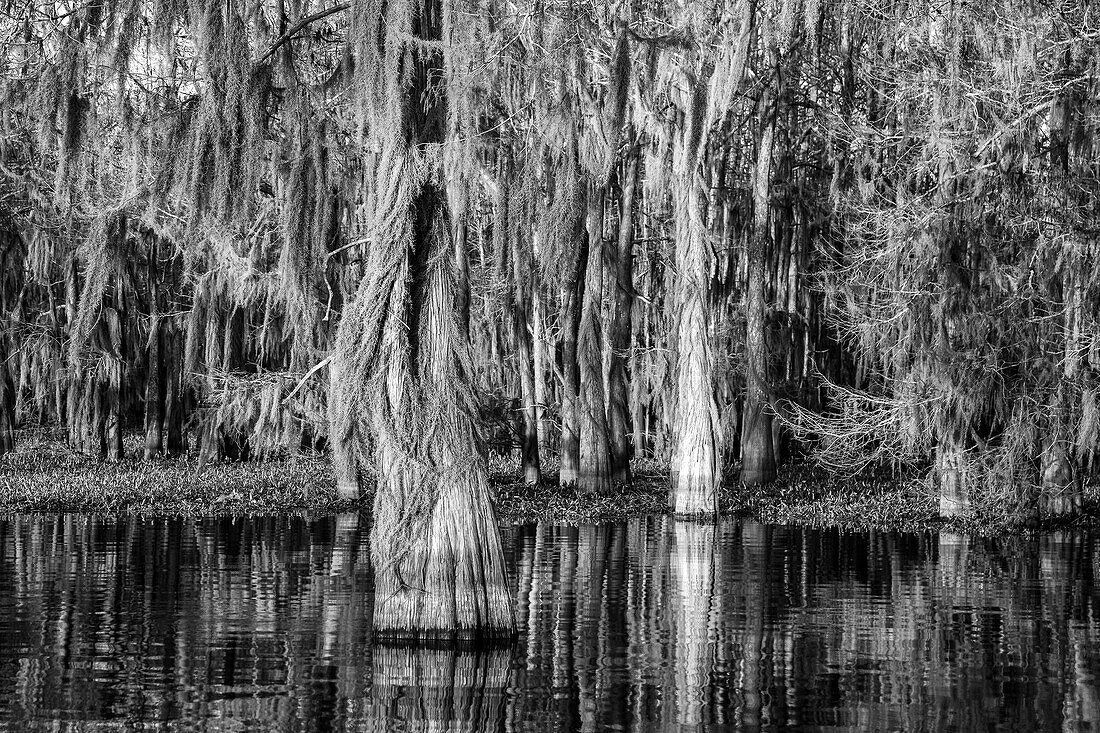 Sunrise light on bald cypress trees draped with Spanish moss in a lake in the Atchafalaya Basin in Louisiana. Invasive water hyacinth covers the water.