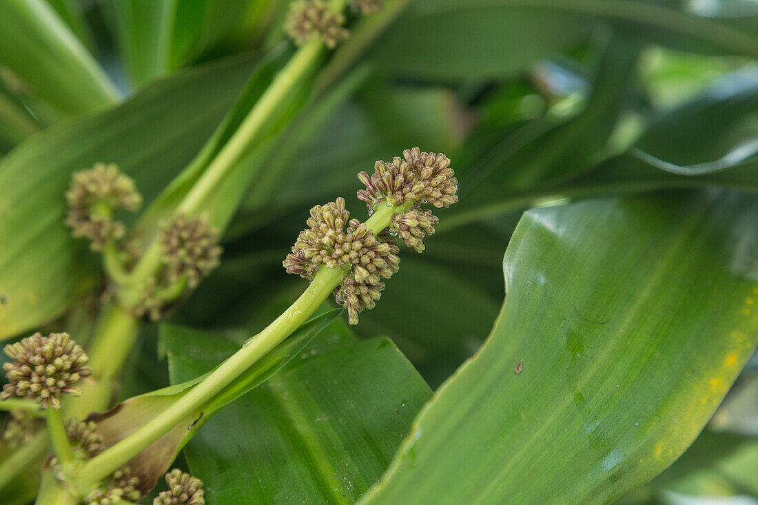 Blütenknospen der Maisstängel-Dracaena, Dracaena fragrans, oder Maispflanze auf der Halbinsel Samana, Dominikanische Republik