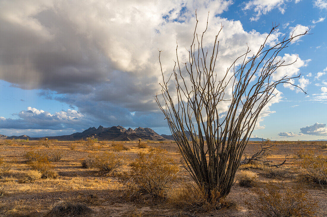 Ocotillo, Fouquieria splendens, mit den Plomosa Mountains im Hintergrund in der Sonoran-Wüste bei Quartzsite, Arizona