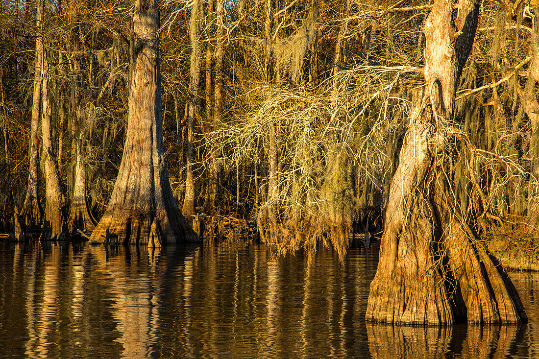 Alte, mit spanischem Moos bewachsene Sumpfzypressen im Dauterive-See im Atchafalaya-Becken oder -Sumpf in Louisiana