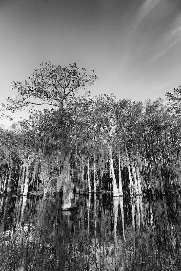 Sunrise light on bald cypress trees draped with Spanish moss reflected in a lake in the Atchafalaya Basin in Louisiana.