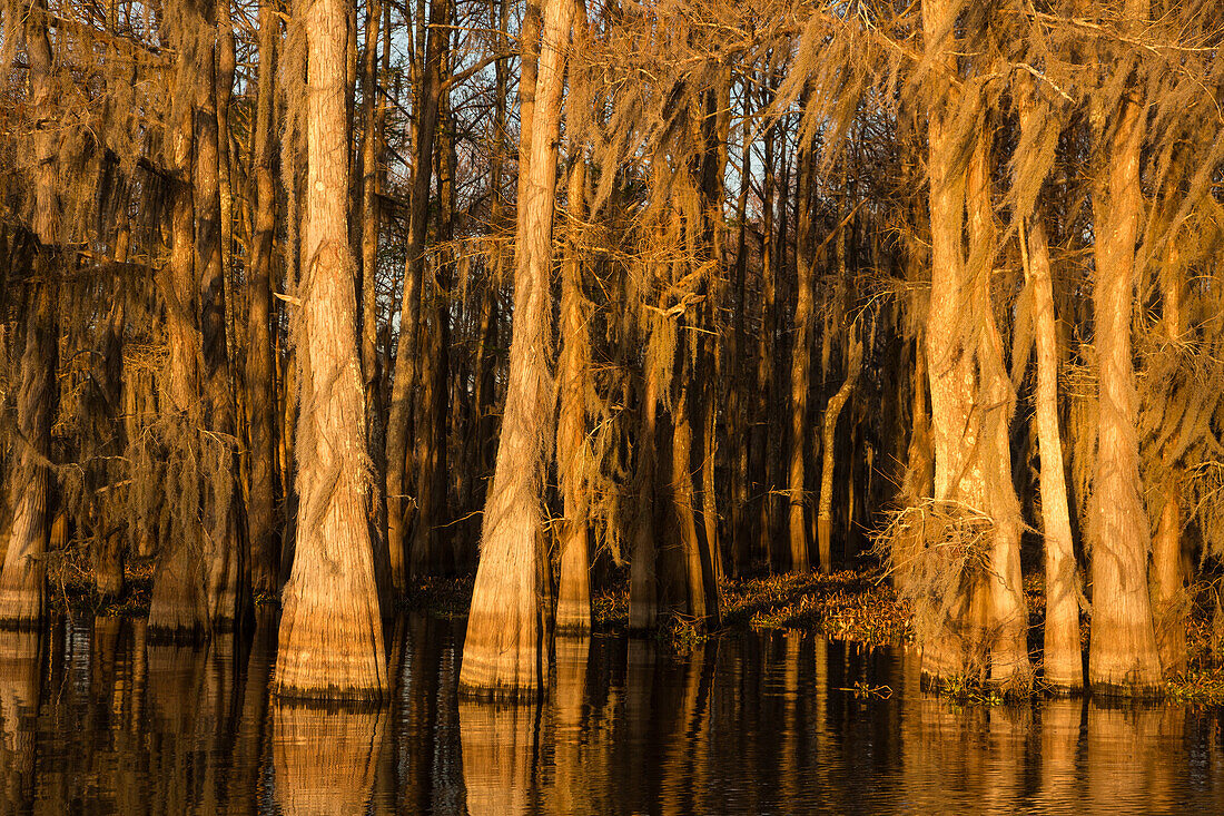 Golden sunrise light on bald cypress trees draped with Spanish moss in a lake in the Atchafalaya Basin in Louisiana.