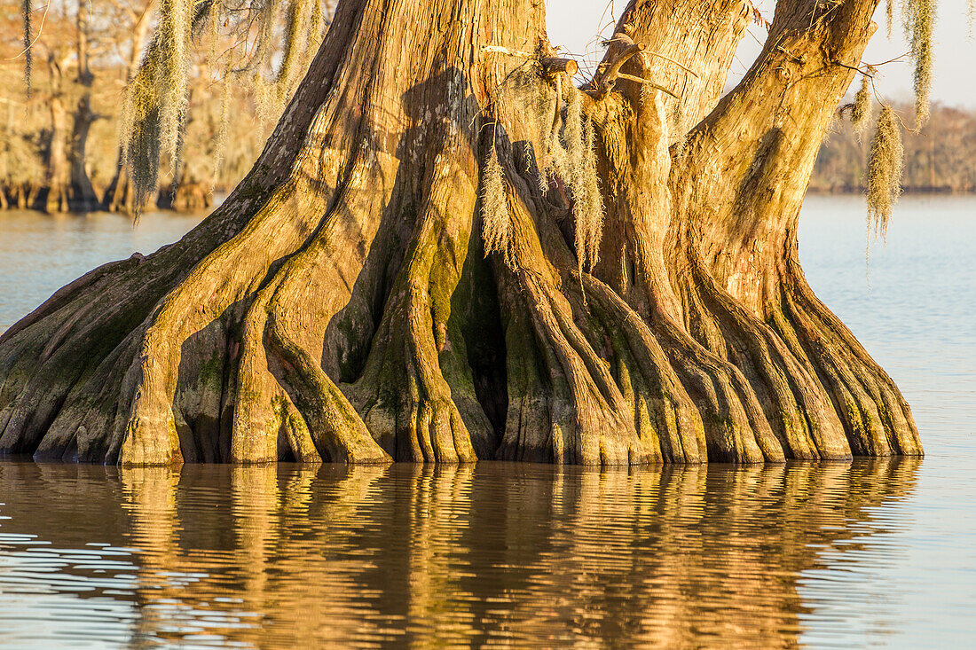 An old-growth bald cypress tree trunk with cypress knees in Lake Dauterive in the Atchafalaya Basin or Swamp in Louisiana.