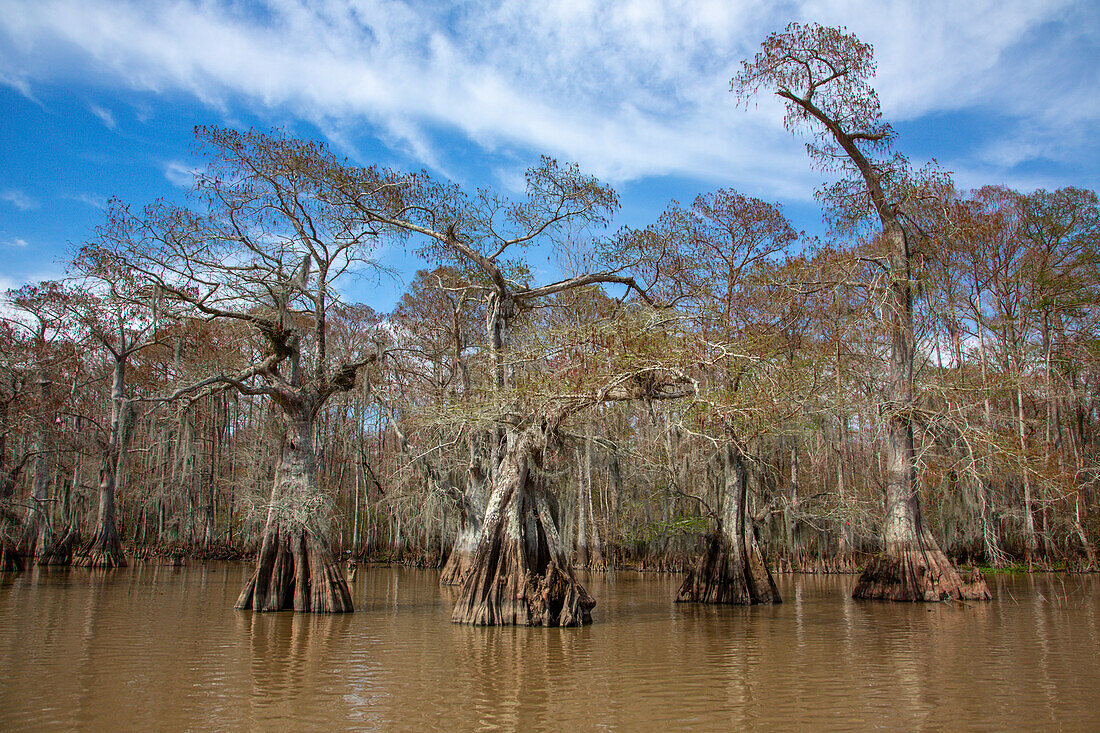 Altgewachsene Sumpfzypressen im Dauterive-See im Atchafalaya-Becken oder -Sumpf in Louisiana