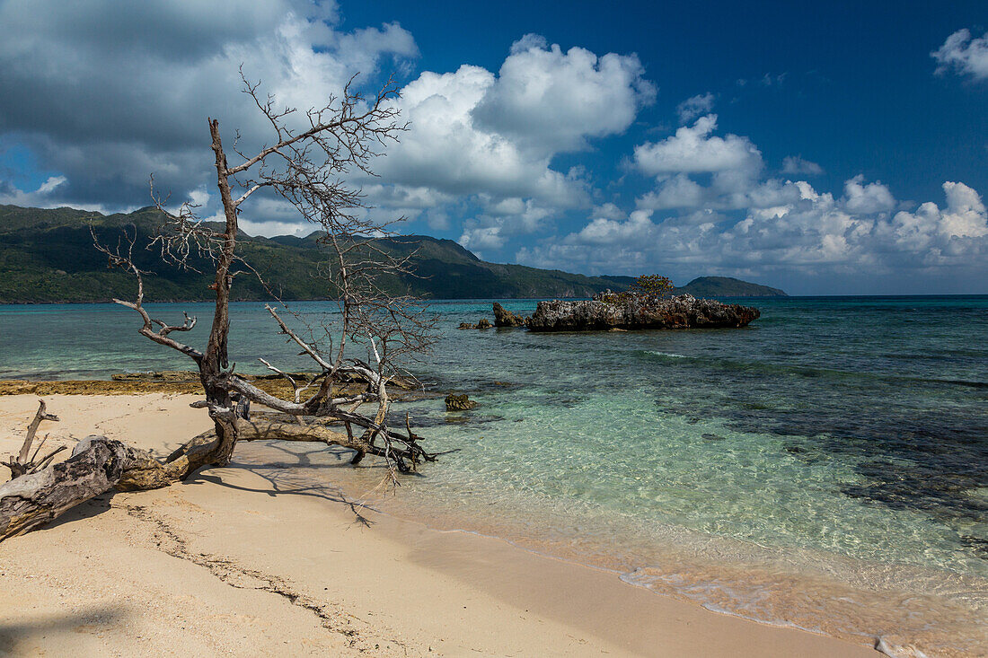 A dead tree on Rincon Beach with limestone islet with a seagrape tree behind. Dominican Republic.