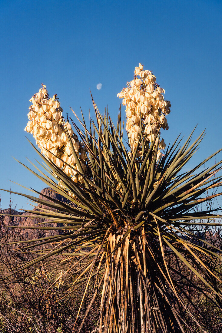 A Torrey Yucca, Yucca torreyi in bloom with the moon above in Big Bend National Park in Texas.