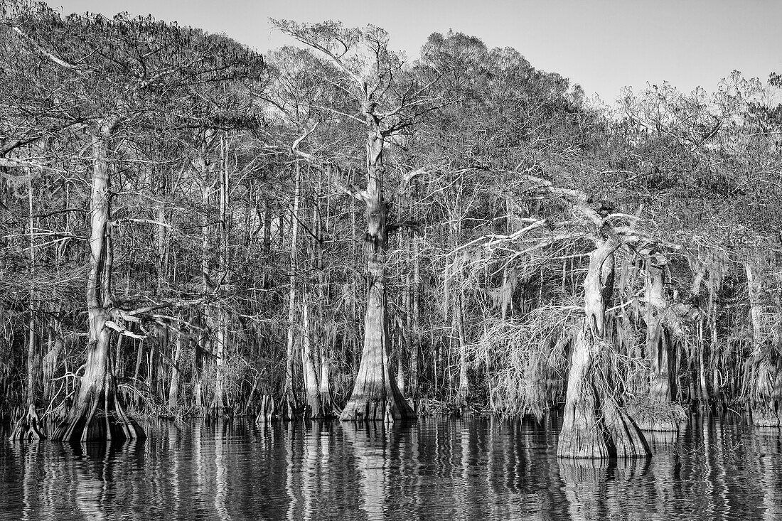 Old-growth bald cypress trees in Lake Dauterive in the Atchafalaya Basin or Swamp in Louisiana.