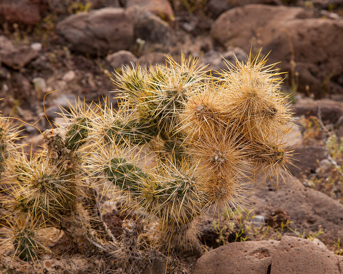 Silver Cholla, Cylindropuntia echinocarpa, in bloom in spring in Death Valley National Park in the Mojave Desert in California.