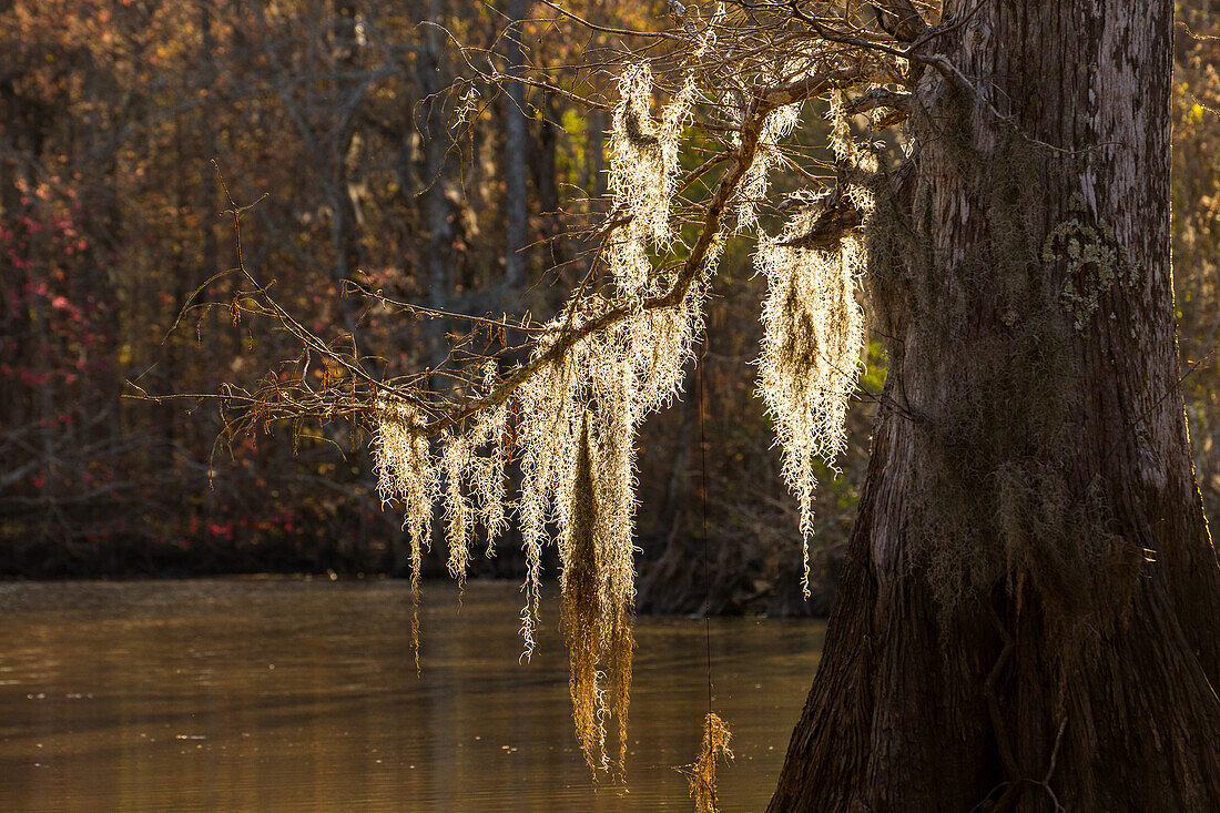 Spanisches Moos auf uralten Sumpfzypressen bei Sonnenuntergang im Dauterive-See im Atchafalaya-Becken in Louisiana