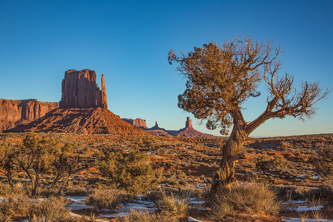 A Utah juniper tree in front of the West Mitten in the Monument Valley Navajo Tribal Park in Arizona.