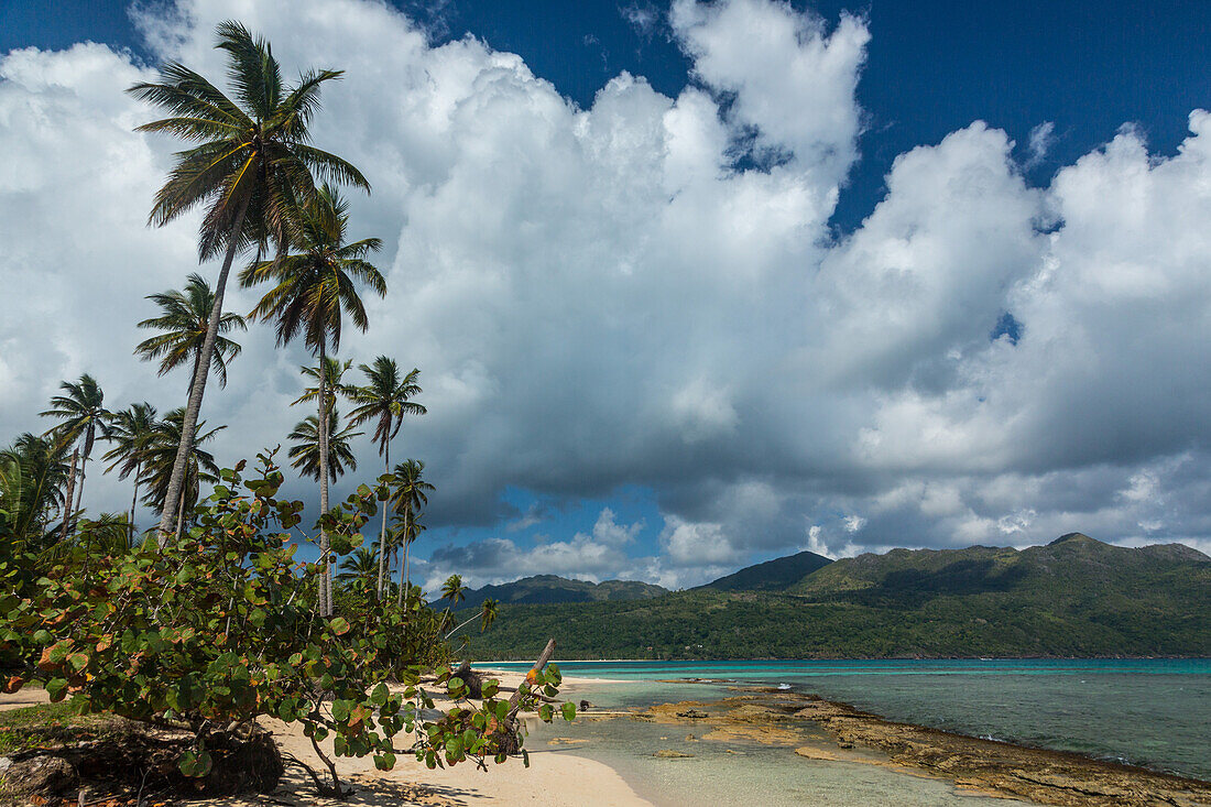 Coconut palms & a seagrape tree on Rincon Beach on the north coast of the Samana Peninsula in the Dominican Republic.