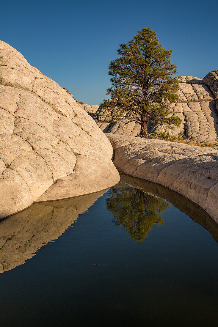 Pondersa pine tree & white pillow rock in the White Pocket Recreation Area, Vermilion Cliffs National Monument, Arizona.