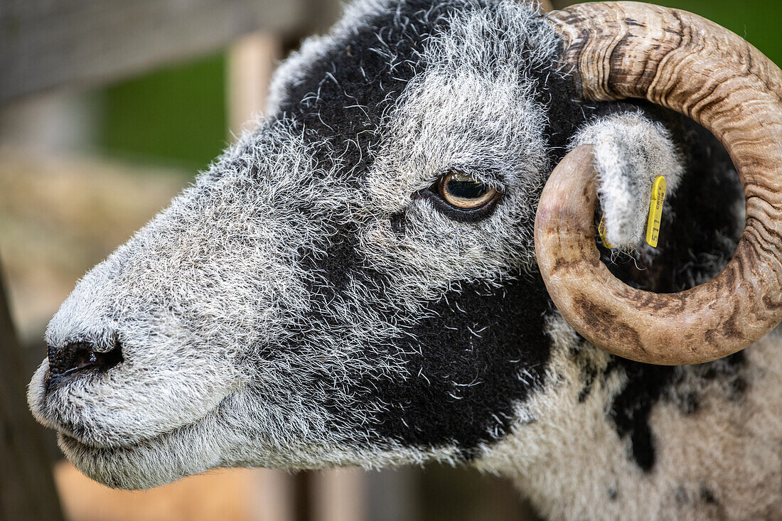 Swaledale Sheep posing on a field in Yorkshire England