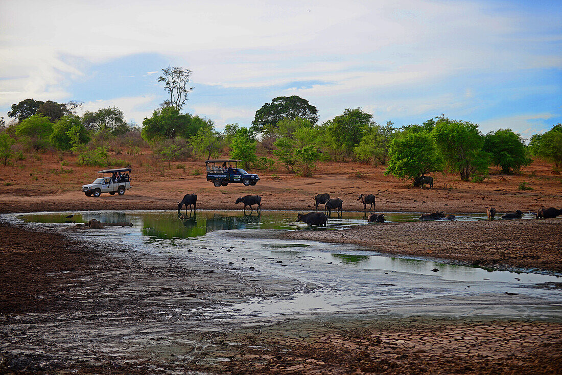 Safari-Jeeps und Wasserbüffel im Udawalawe-Nationalpark, an der Grenze zwischen den Provinzen Sabaragamuwa und Uva in Sri Lanka