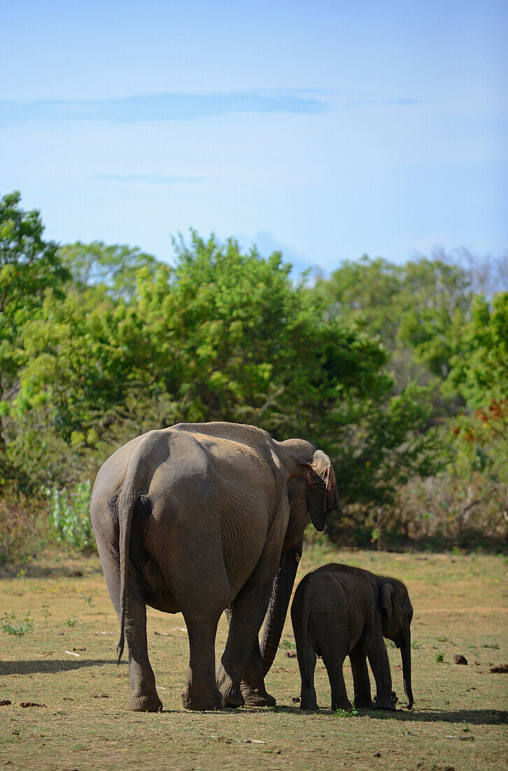 Sri Lankischer Elefant (Elephas maximus maximus) im Udawalawe-Nationalpark, an der Grenze zwischen den Provinzen Sabaragamuwa und Uva, in Sri Lanka