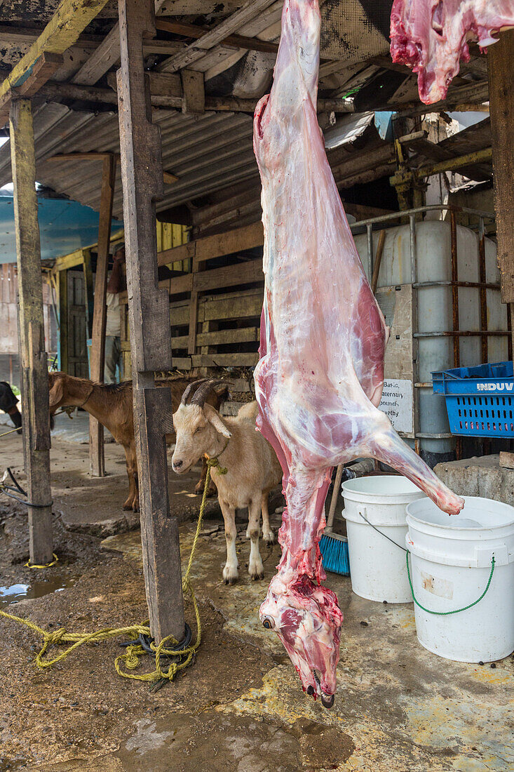 Ziegen warten am Straßenrand in der Dominikanischen Republik darauf, geschlachtet und zum Verkauf aufgehängt zu werden. Im Hintergrund sieht man die geschlachteten Kadaver hängen. Ziegenfleisch, oder Chivo, ist dort ein sehr beliebtes Gericht