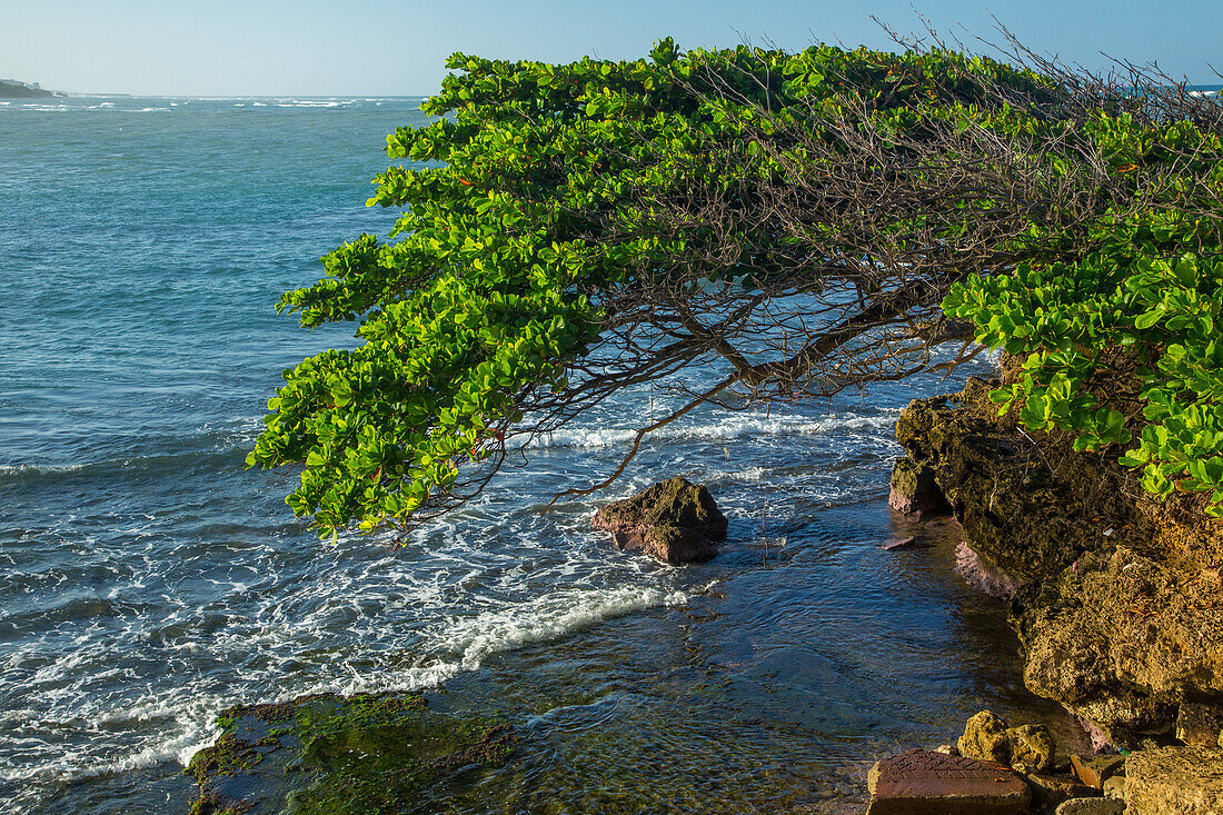 Ein Baum, der über das Wasser an der felsigen Kalksteinküste von Puerto Plata, Dominikanische Republik, ragt